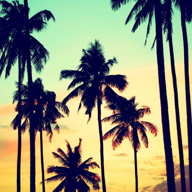 Paradise Kids Palm Tree